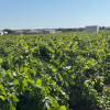 Finca segregada  de 5.500 m2 con viñedo en producción zona Venta Tocino 